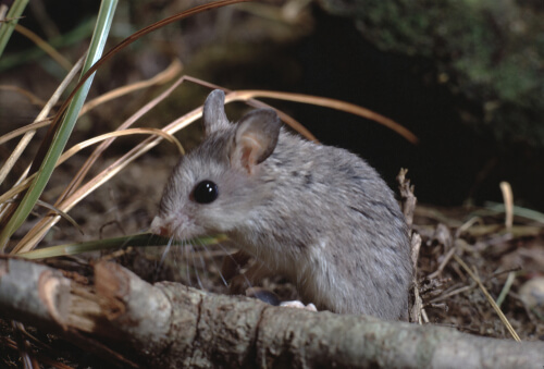 Ratón saltamontes: un roedor inmune al veneno - Mis Animales