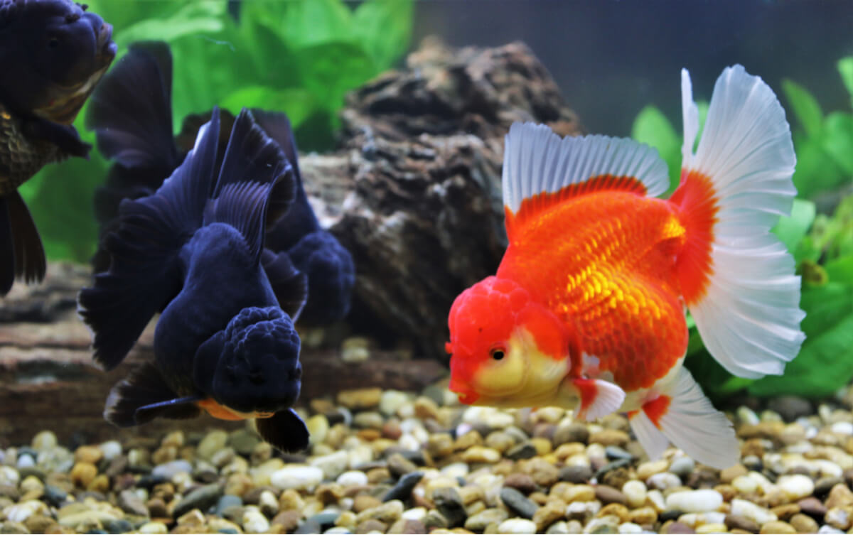 Races de carpes dorées.