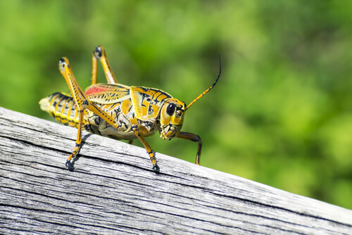 Un saltamontes verde.