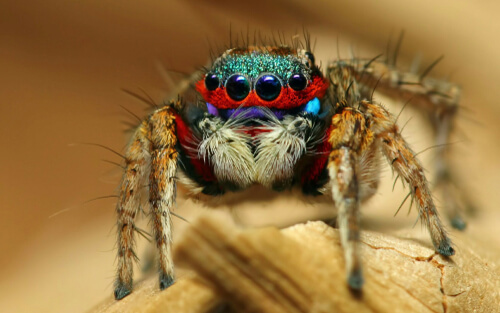 Un saltícido de colores bonitos.