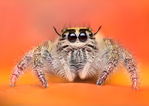 Las arañas más adorables del reino animal