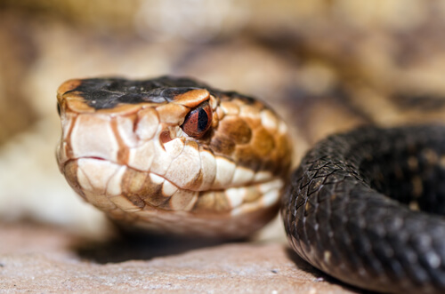 Detalle de la cabeza de una serpiente boca de algodón.