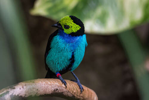 Un tangara del paraíso en una rama.