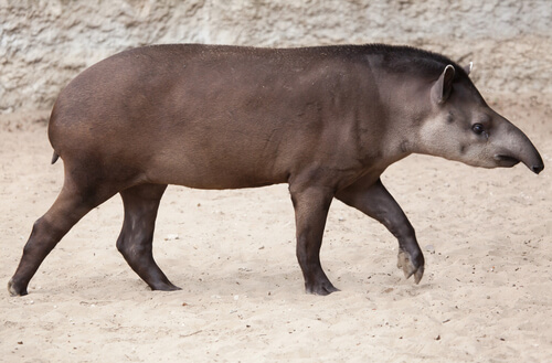Un tapir adulto.