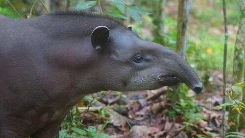 Conoce al tapir, el pariente desconocido del rinoceronte