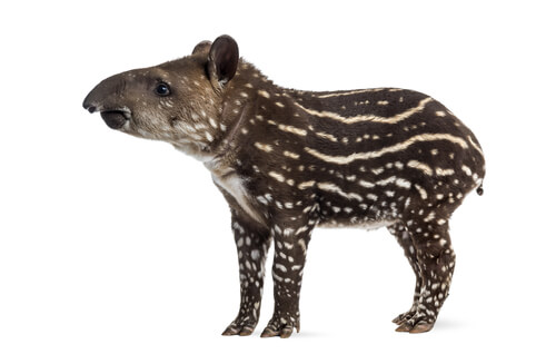 Un tapir joven sobre un fondo blanco.