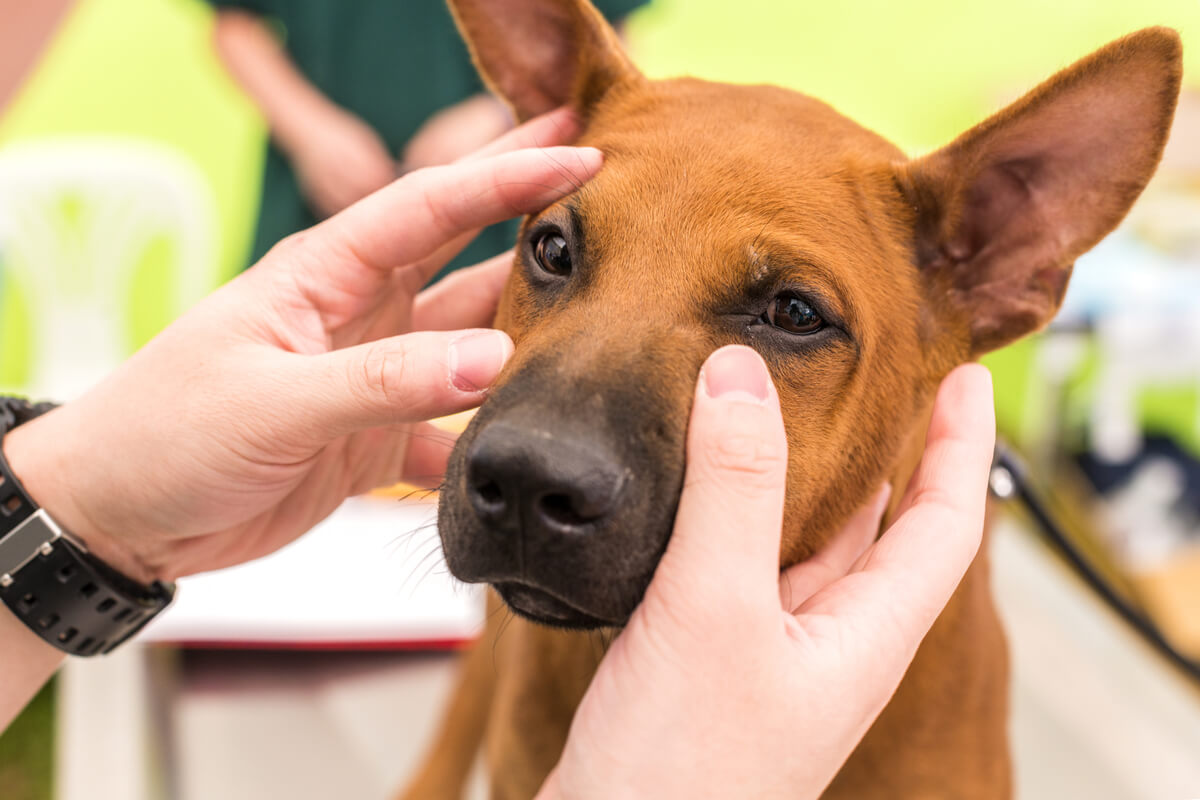 Un veterinario examinando los ojos de un perro.