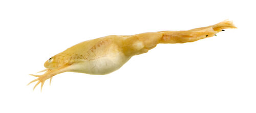 Una xenopus albina.