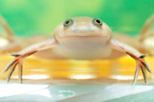 Xenopus laevis y su importancia en la medicina