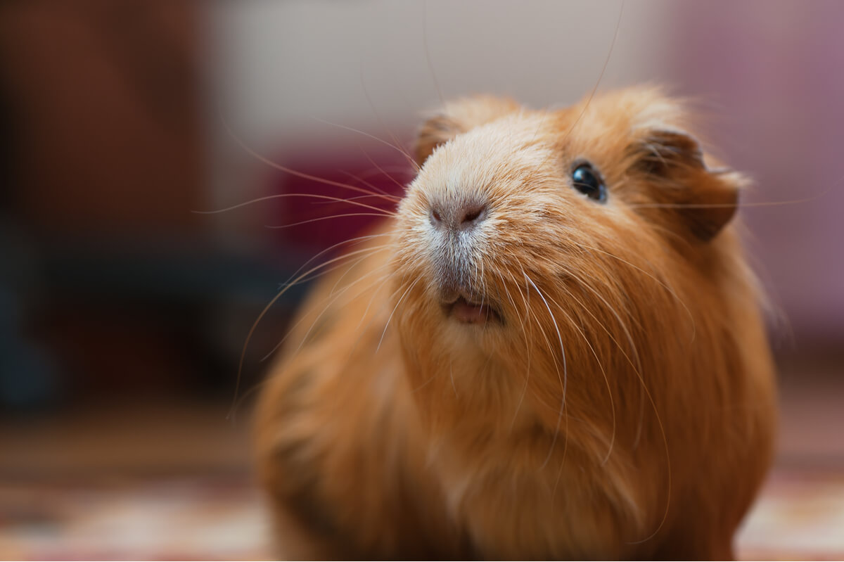 La cara de una cobaya.