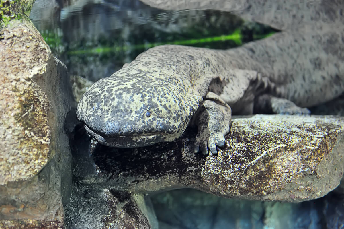 Una salamandra gigante china, como dragones de agua dulce.