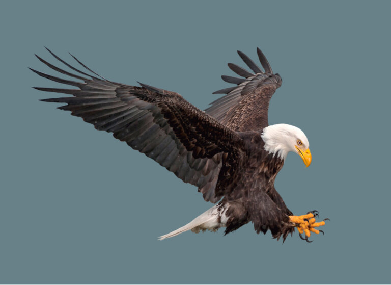 Las técnicas de caza en las águilas