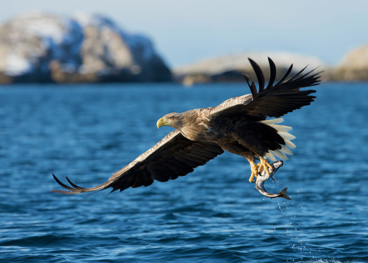 Un águila cazando un pez.