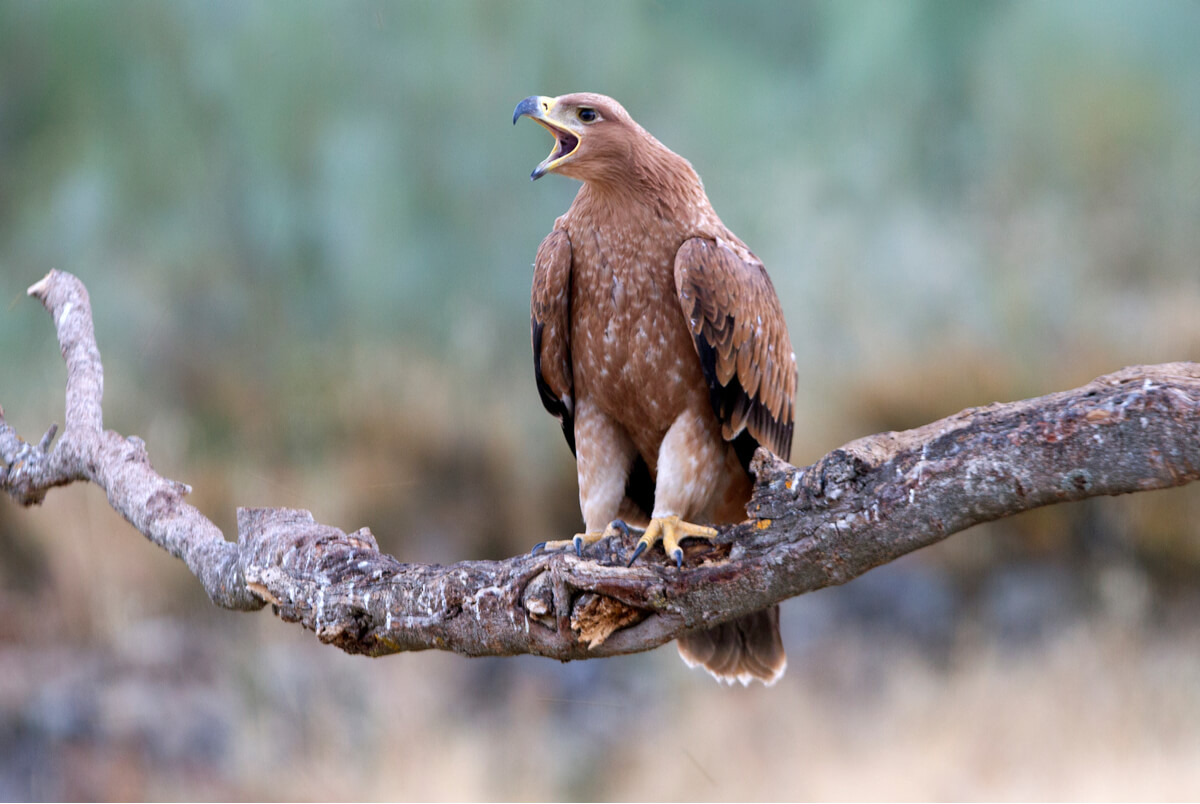 Una águila imperial ibérica.