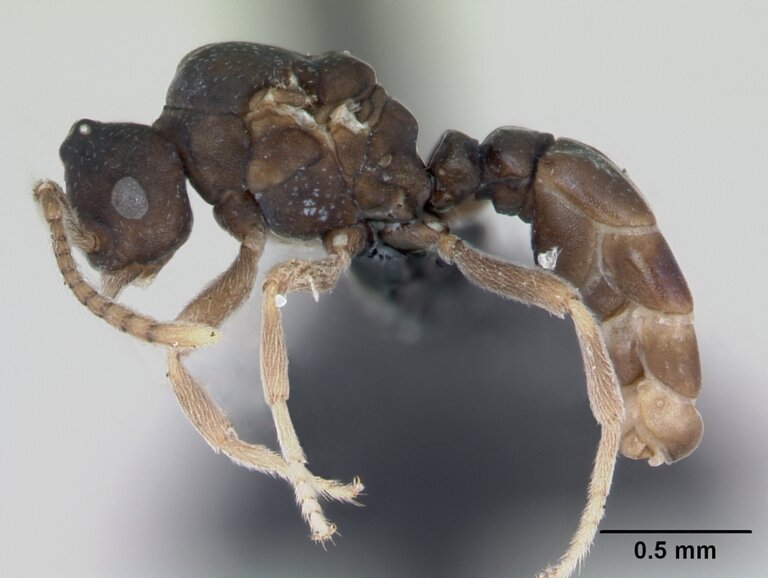 Las hormigas Anergates atratulus y su increíble comportamiento