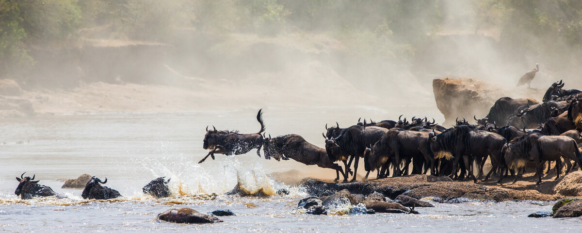 Los animales se juegan la vida durante las migraciones.