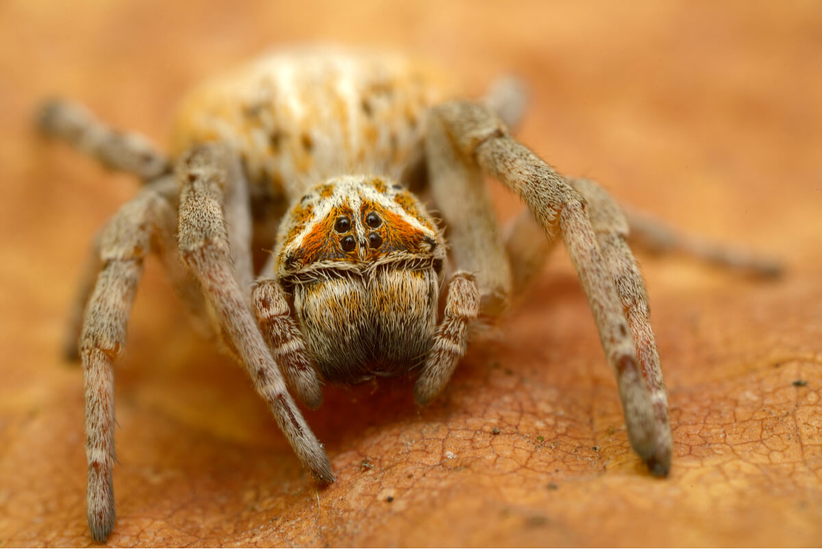 Una araña africana.