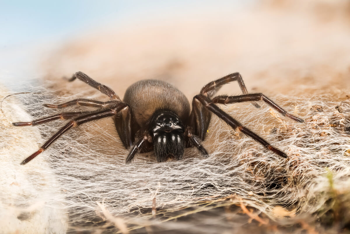 Una araña negra en una guarida.