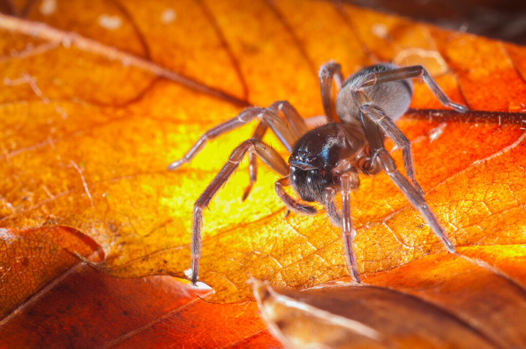 Una araña en una hoja.