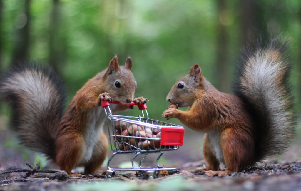 Unas ardillas almacenando nueces en un carrito.