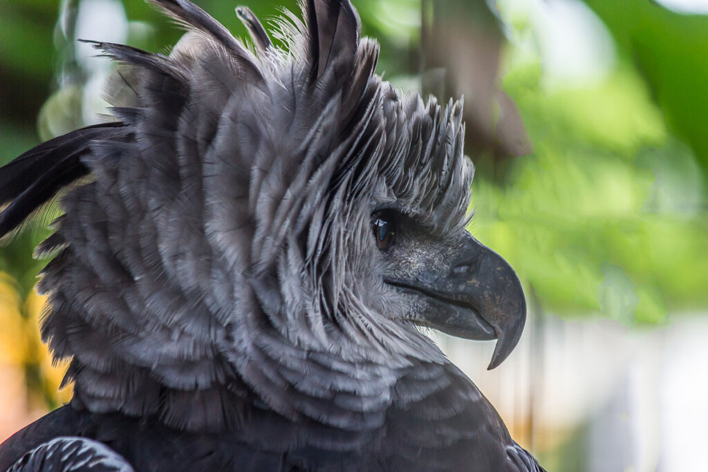 Harpia harpyja: la arpía mayor de América del Sur - Mis Animales