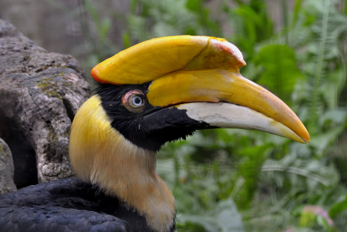 La cabeza de un ave hornbill.