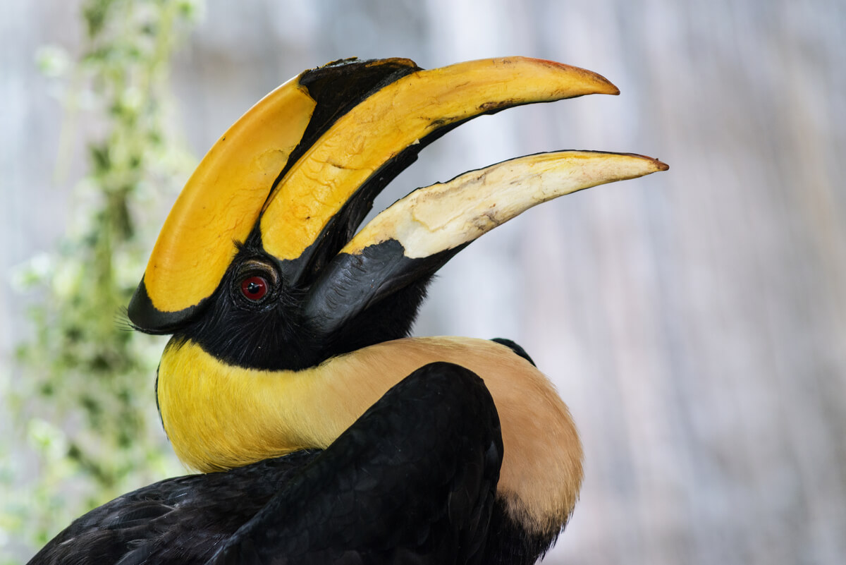 Un ave hornbill cantando.