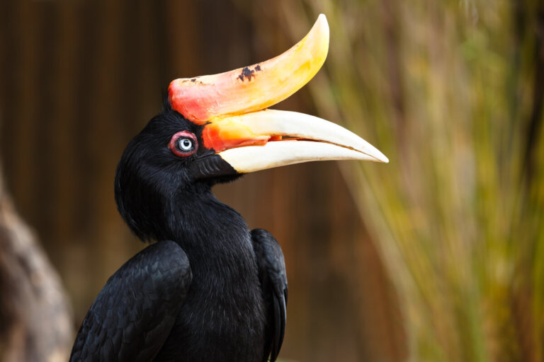 Las aves hornbill y su extravagante belleza