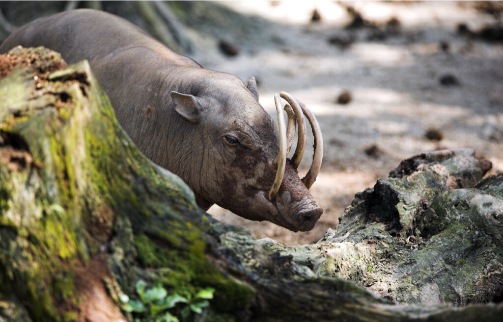 Un babirusa en el bosque.