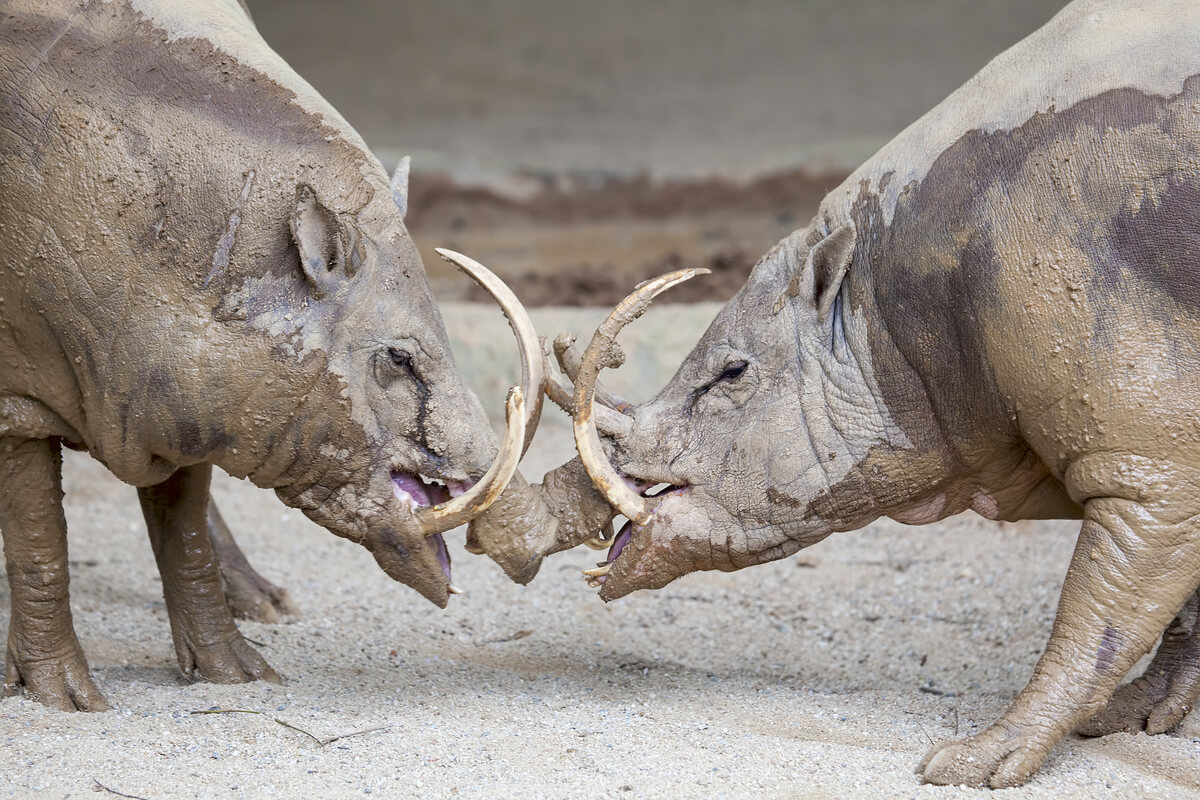 Unos ejemplares de babirusa peleando.