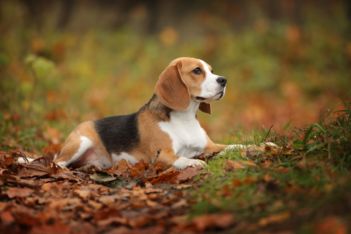 A beagle lying down on grass and fallen leaves.