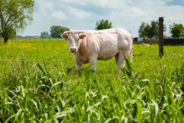 El belga azul y su apariencia musculosa