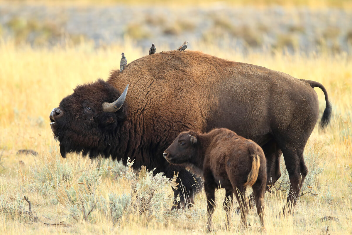 Un bisonte americano hembra con su cría.