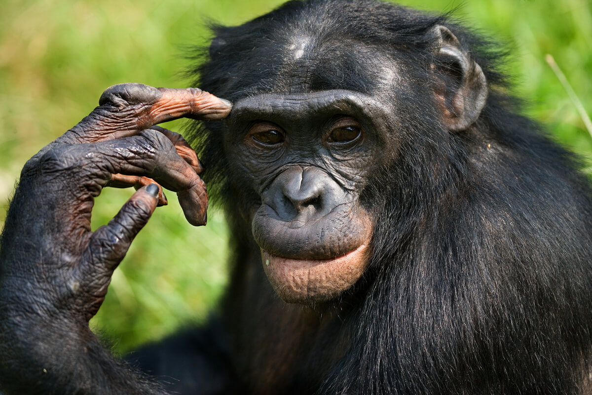 Différences entre les chimpanzés et les bonobos.