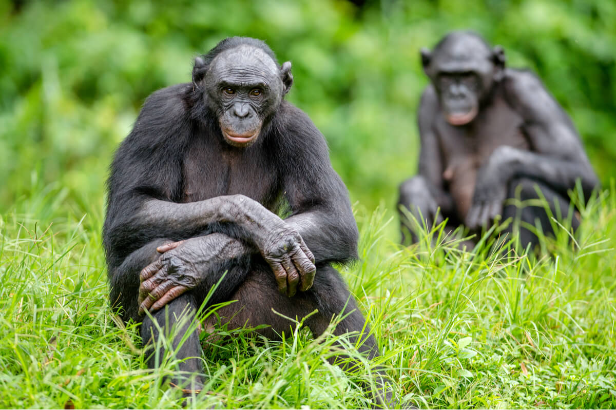Un grupo de bonobos.
