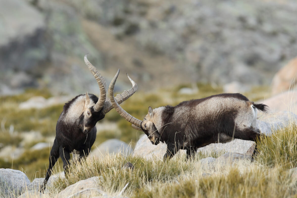 Dos cabras luchando