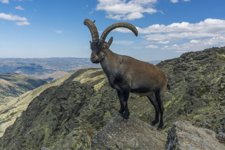 El bucardo: la cabra extinta de los Pirineos