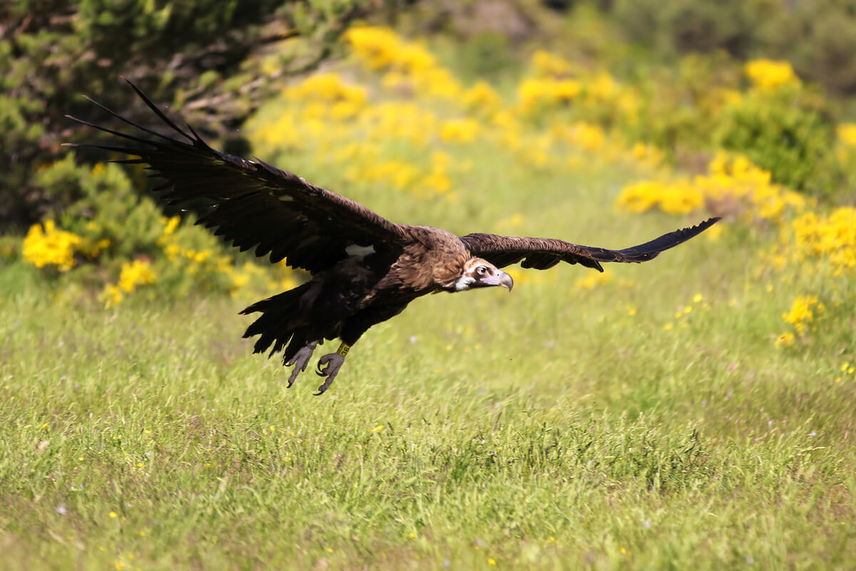 Un buitre negro alzando el vuelo.