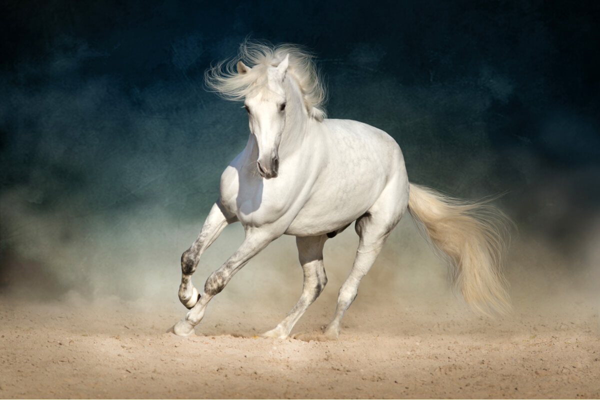 Prevención y detección rápida de los cólicos en caballos