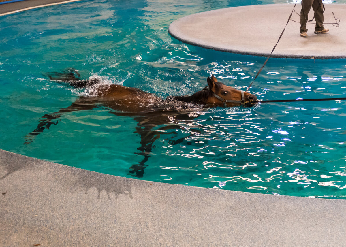 Un caballo en una piscina.