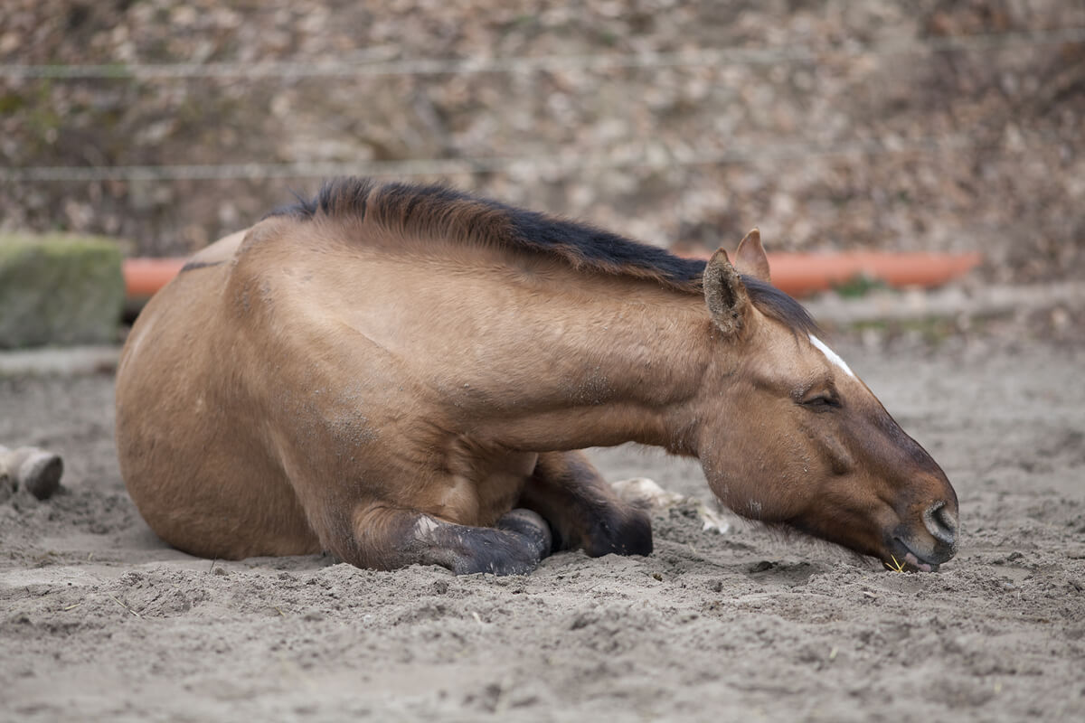 A horse lying on the ground in pain.