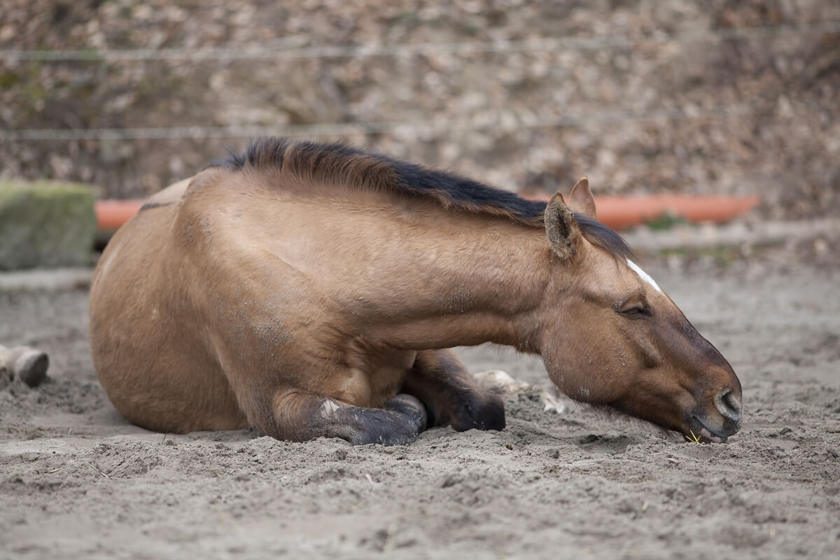 Un caballo tumbado.