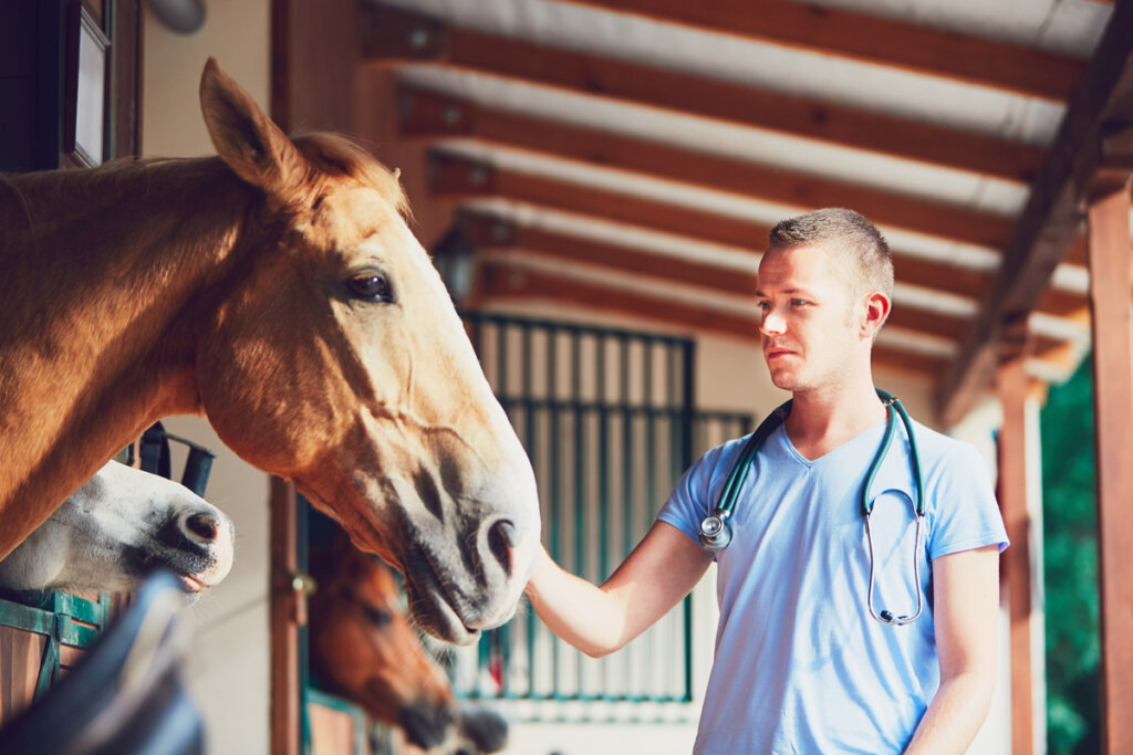 La laminitis equina es una patología muy común.