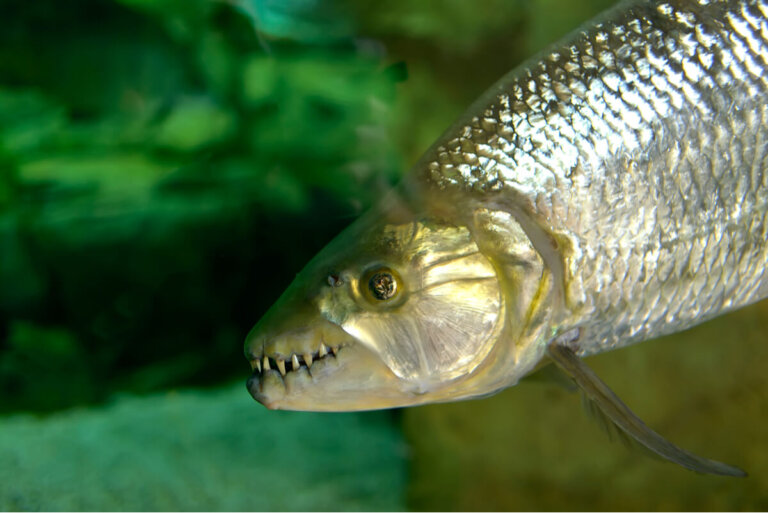 El pez tigre: titán africano de aguas dulces