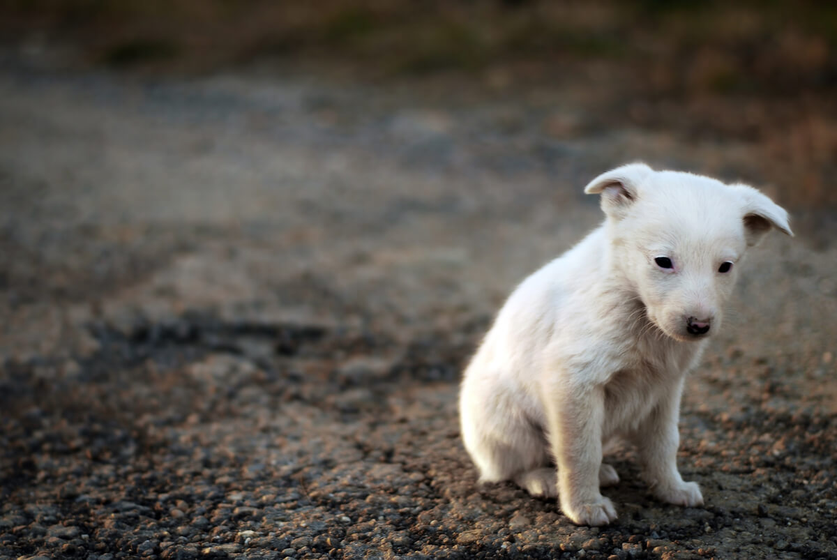 Un cachorro abandonado en la calle.