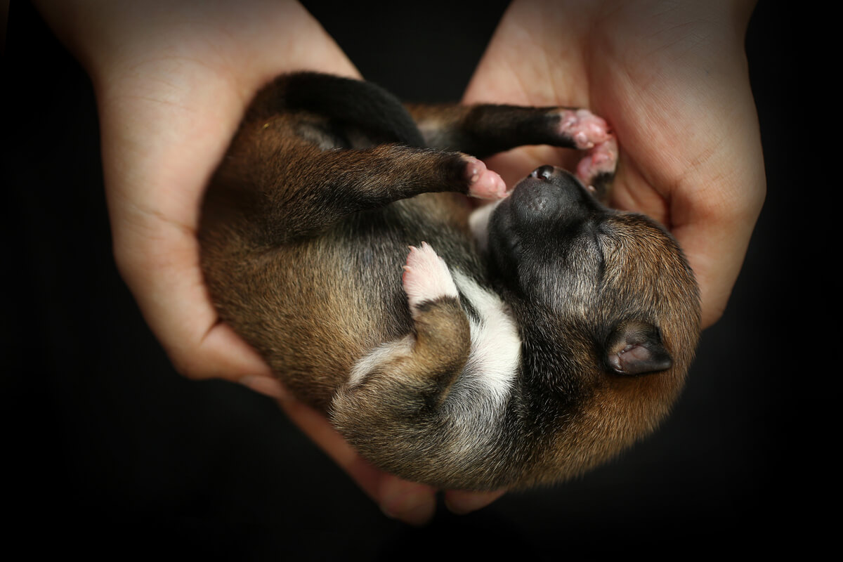 El cuidado de los cachorros recién nacidos