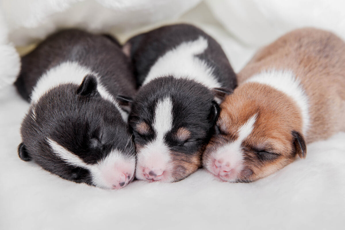 Tres cachorros juntos.