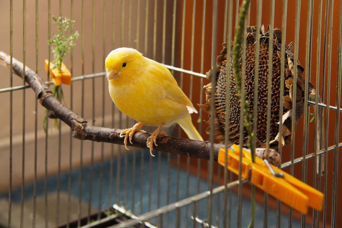 Wie man einem Kanarienvogel die Krallen schneidet