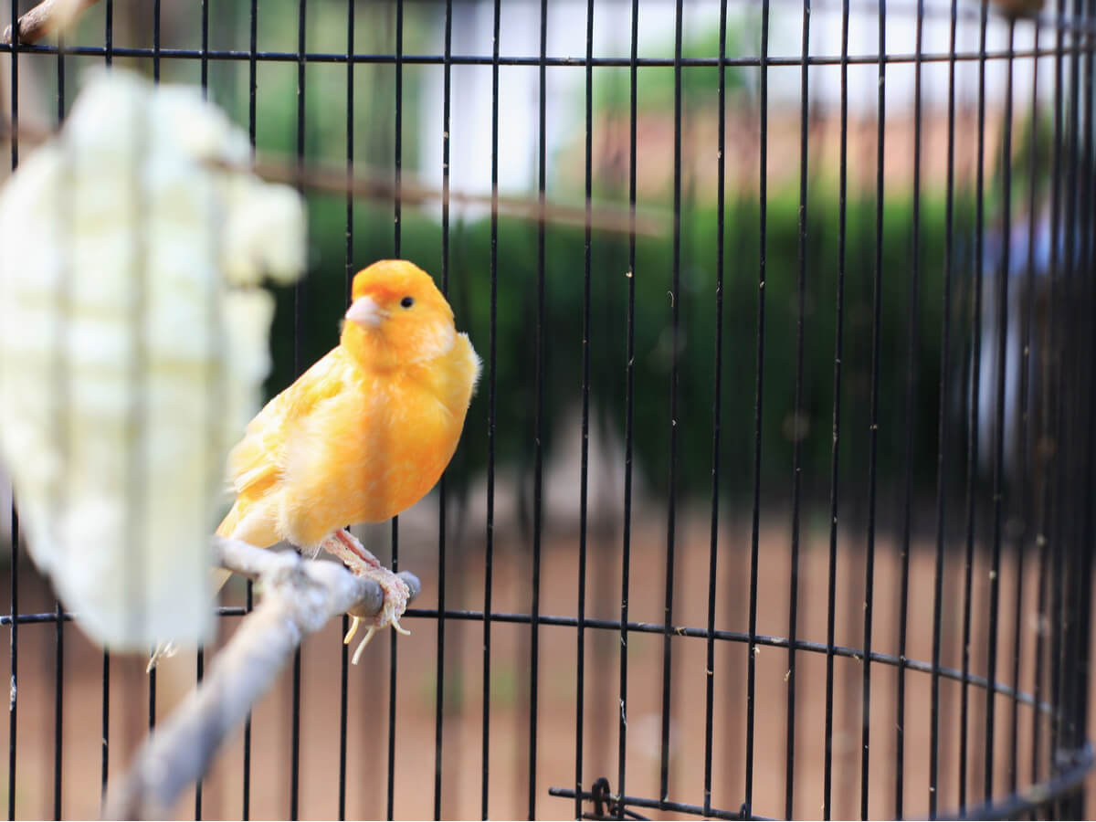 Un canario en el palo de su jaula.