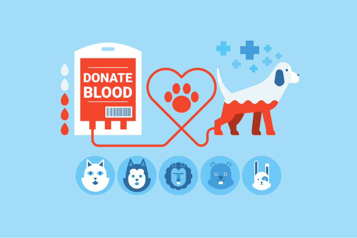 La transfusión de sangre en mascotas puede salvar vidas.